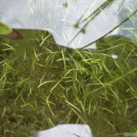 Utricularia reticulata Sm.